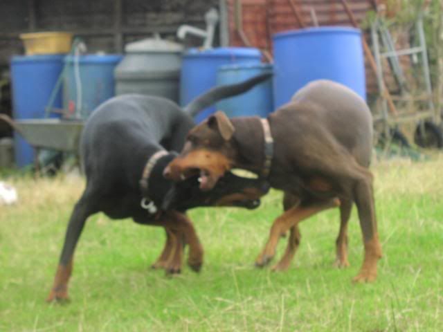 IMAGE(http://img.photobucket.com/albums/v131/rabbitsfizz/Dogs/sam-kitty-kiri-kassy-2007049.jpg)
