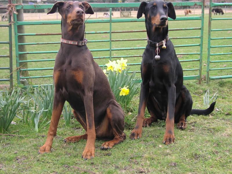 IMAGE(http://img.photobucket.com/albums/v131/rabbitsfizz/dogs2009/samkassykiri2009024.jpg)