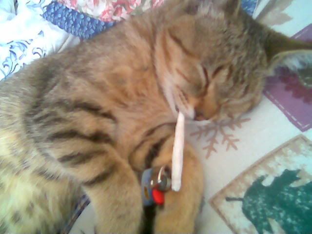 [img width=640 height=480]http://img.photobucket.com/albums/v132/Rachida/filebin.jpg[/img]