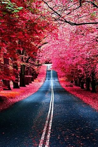 Full Bloom Road