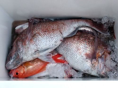 polystyrene chilly bins