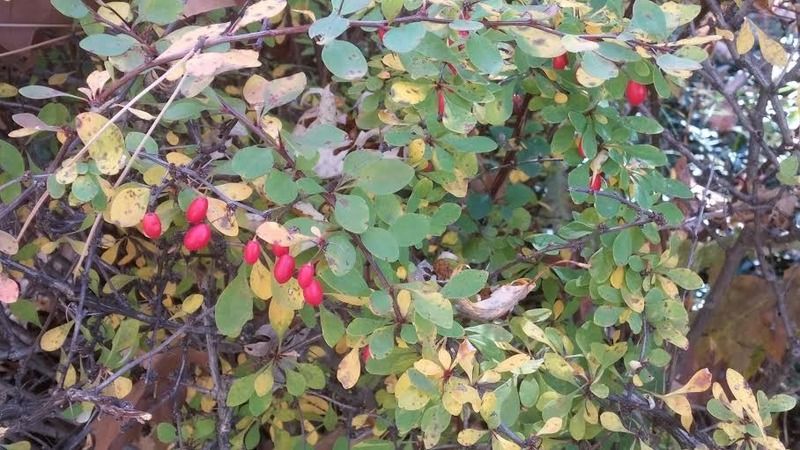 photo berries_zpsckcxzhii.jpg