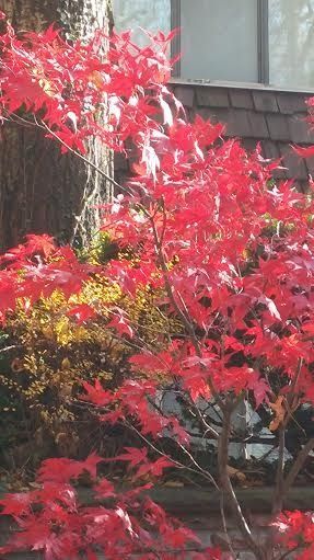 photo japanese maple 2_zpsa2tsg0dd.jpg