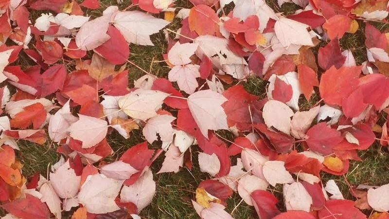 photo leaves 3_zps0mliiacv.jpg