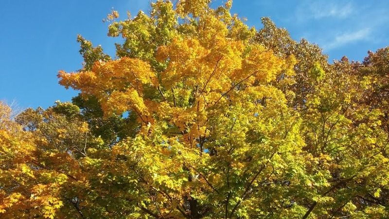 photo yellow 2_zpsqzkctx2n.jpg