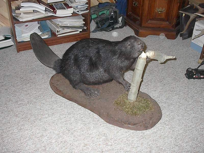 full body beaver mount