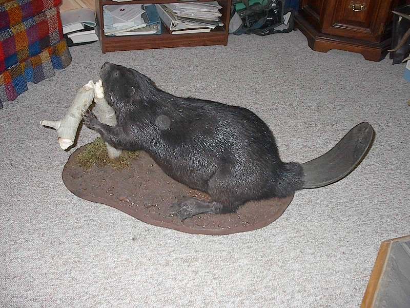 full body beaver mount