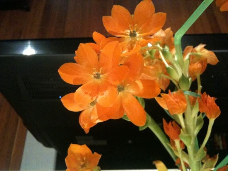 IMAGE: http://img.photobucket.com/albums/v134/Drakeskakes/36189504.jpg