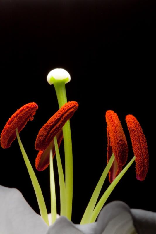 IMAGE: http://img.photobucket.com/albums/v134/Drakeskakes/IMG_7882.jpg