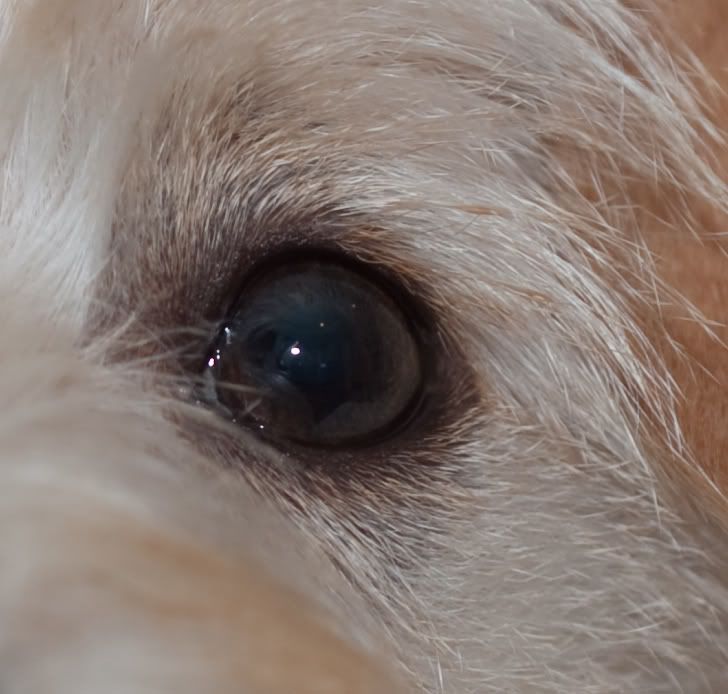 IMAGE: http://img.photobucket.com/albums/v134/Drakeskakes/IMG_8137.jpg