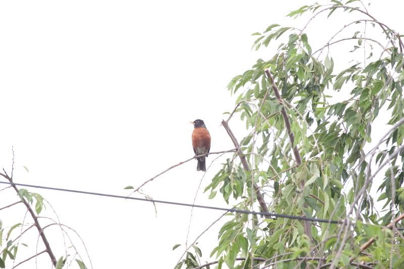 IMAGE: http://img.photobucket.com/albums/v134/Drakeskakes/IMG_8301-2.jpg