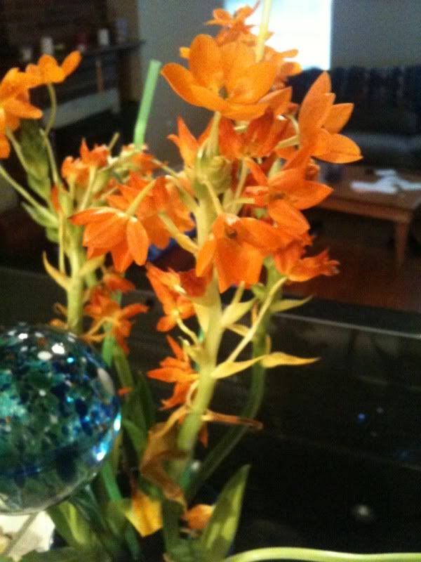 IMAGE: http://img.photobucket.com/albums/v134/Drakeskakes/c0cbcb57.jpg