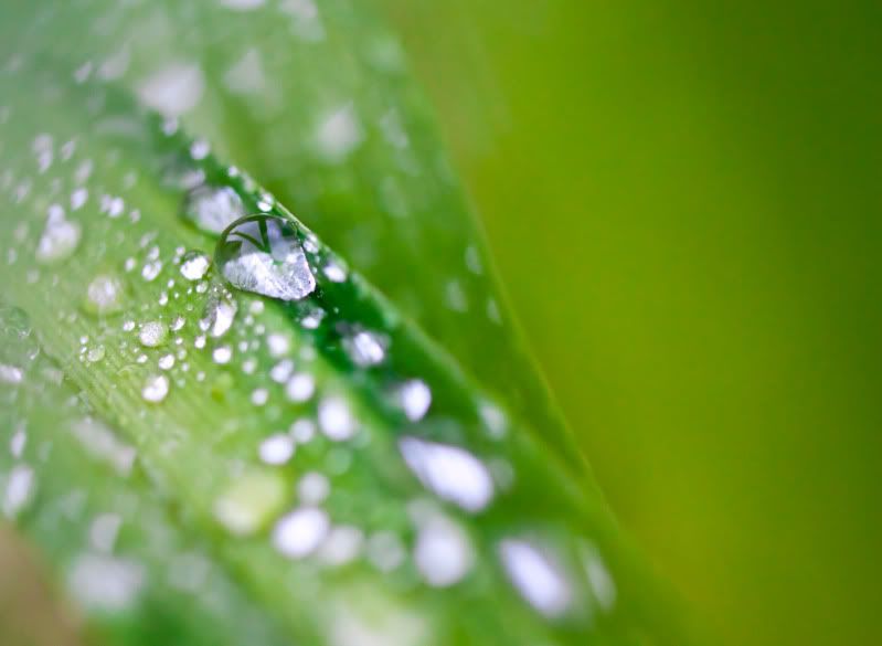 IMAGE: http://img.photobucket.com/albums/v134/Drakeskakes/f-6950.jpg