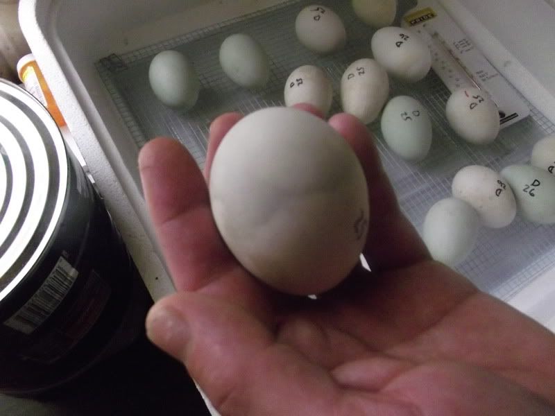 Duck eggs turning black? HELP! (pic) BackYard Chickens
