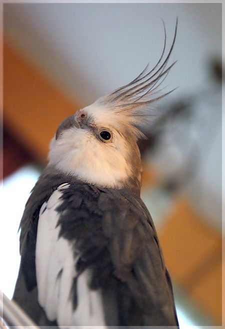 Petri Bird