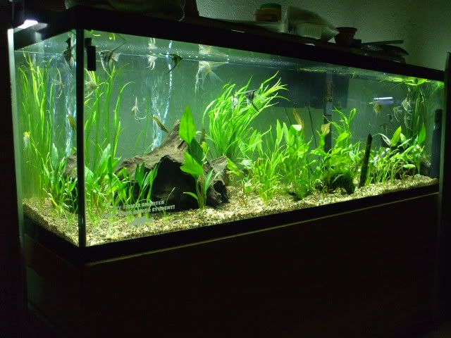 Planted 125g