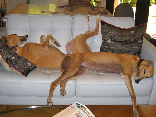 couchhogs.jpg