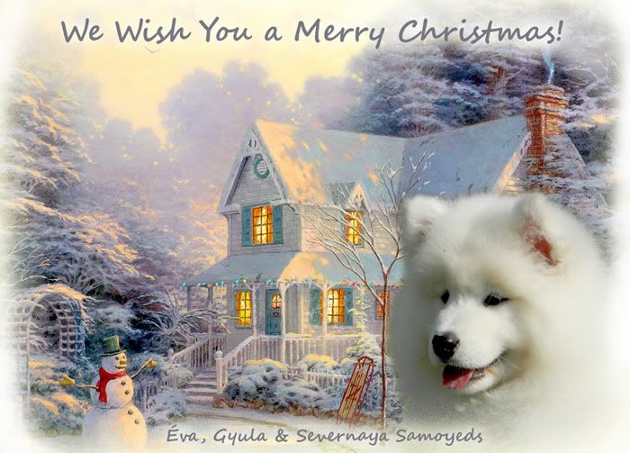 savernaya_samoyeds_christmas.jpg