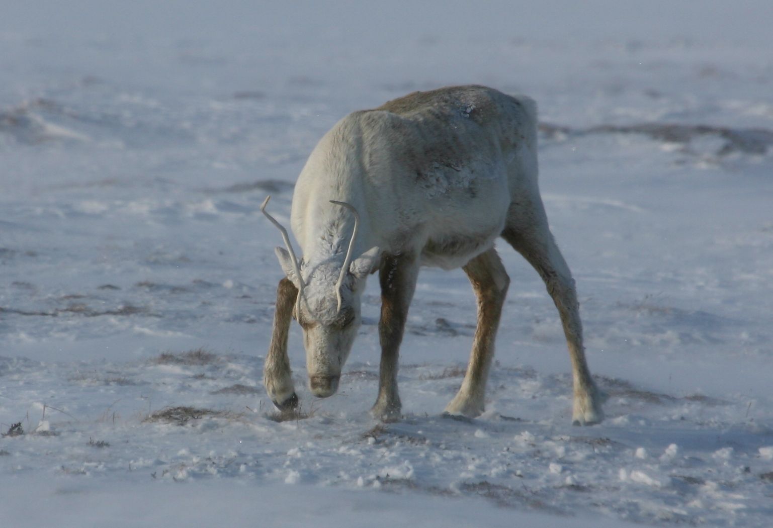 IMAGE: http://img.photobucket.com/albums/v136/BigStick/Stuff/North%20Slope%20Work%20And%20Play/MayRRHungryCaribou.jpg
