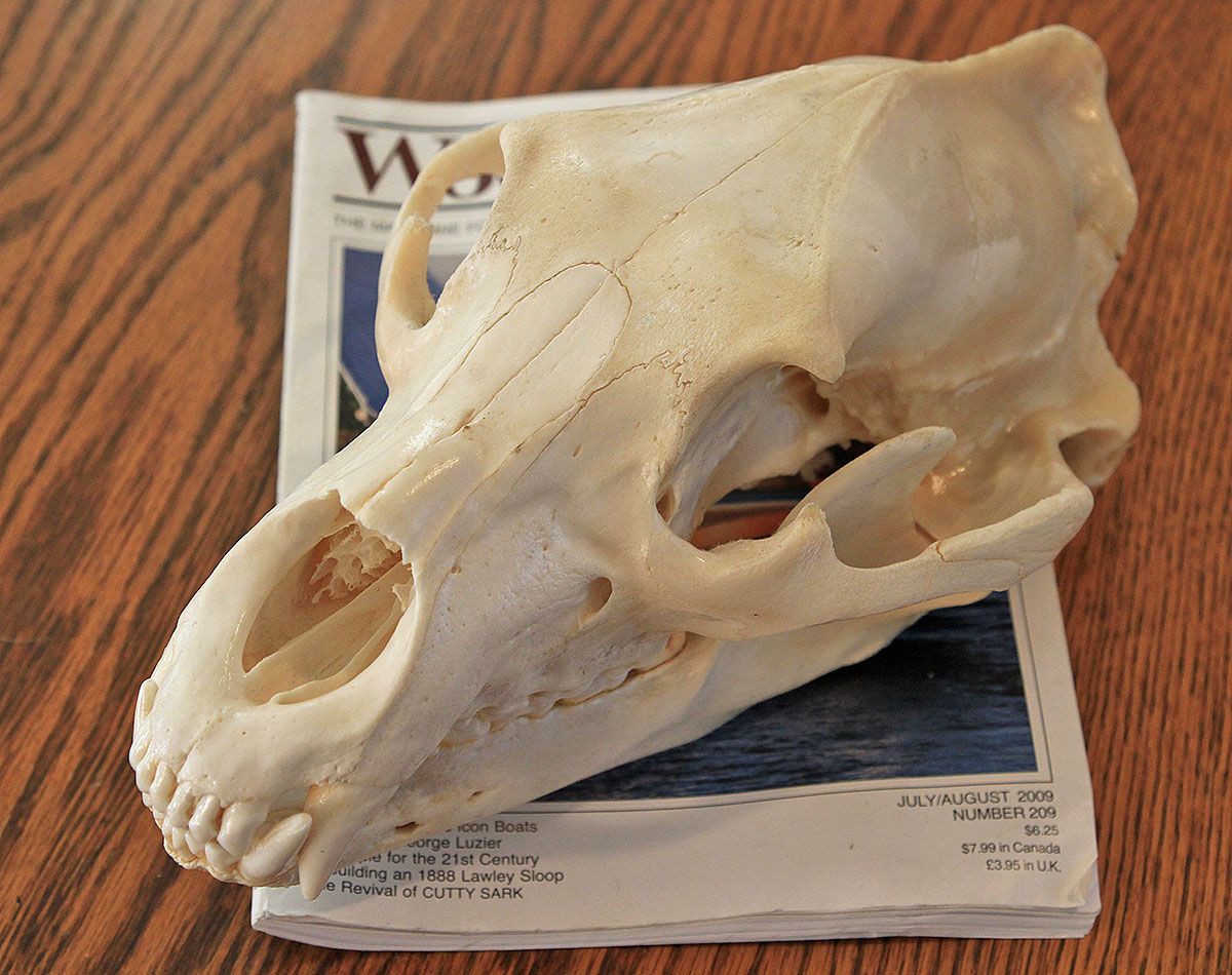 Bear Skull Identification