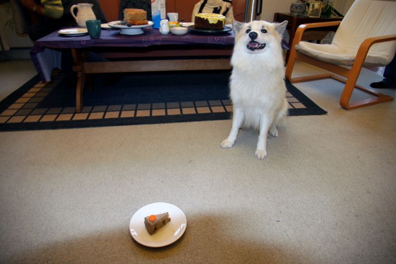 dogcake3.jpg