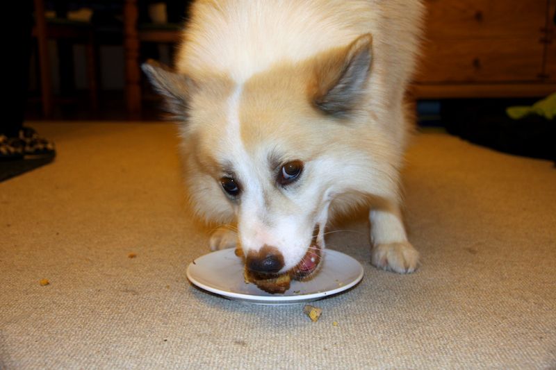 dogcake4.jpg