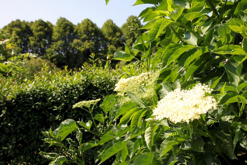 elderflower.jpg