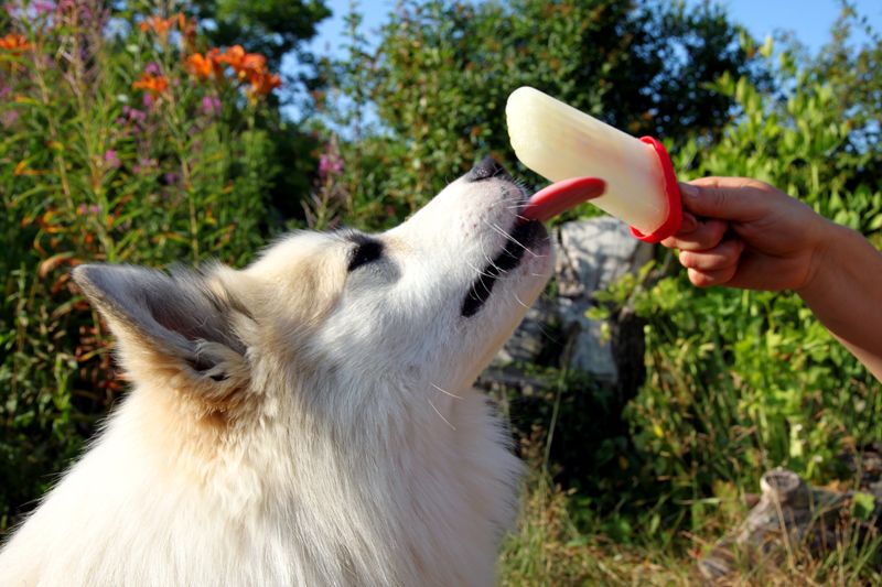 elderflowerpopsicle2.jpg