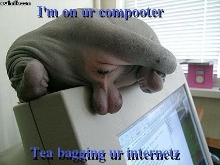 Tea_Bagging_Cat.jpg