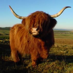 highland-cow-photo.jpg