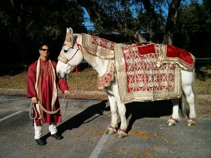 Side view of Big Ben ready to do an Indian Wedding baraat in his traditional Indian costume at Epping Forest Yacht Club in Jacksonville, FL
