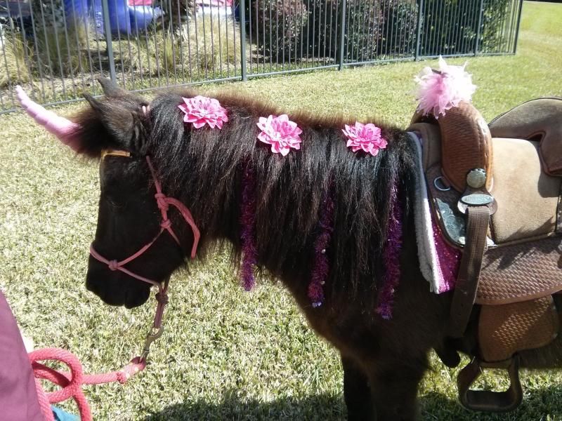 Here's Magic our pony ride pony as a unicorn at a birthday party in Jax, FL.