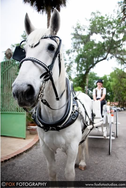 Perfect horse carriage send-off after this wedding at Club Continental in Orange Park, Florida