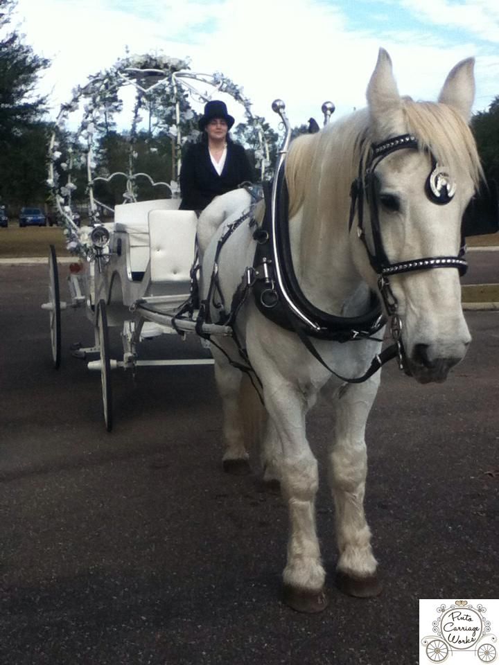 This is a cute shot of Big Ben, our white Percheron horse, waiting with our Cinderella horse carriage outside the church for the bride and groom in Jacksonville, FL.