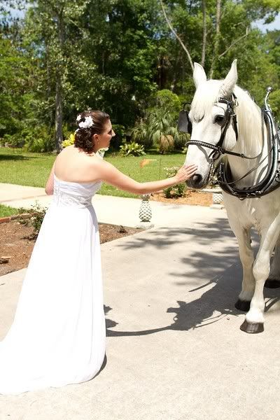 Beautiful bride Tiffany on the day of her wedding to Trevor with our white carriage horse Big Ben.