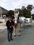 Big Ben, our carriage horse, at the Eagle Harbor, FL Christmas Parade 2010.