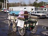 Battle of Olustee parade with our horse carriage in Lake City, FL.