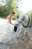 Bride Tammy says hello to our white wedding carriage horse Big Ben before setting off on her carriage ride.