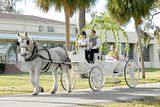 The beautiful bride arriving at the wedding ceremony via horse-drawn carriage.