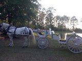 Big Ben waiting with the classic horse carriage beside a lake during a backyard wedding ceremony in St. Augustine, FL