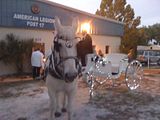 Our Percheron guiding our lighted horse carriage