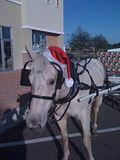 Our carriage horse Sonic showing his holiday spirit by wearing a Santa hat.