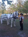 Nicole, one of our carriage drivers, waiting with our carriage horse Big Ben during the wedding ceremony for the send off in St. Augustine, Florida
