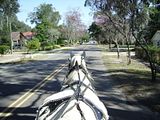 A view from the carriage driver's seat overlooking the horse and the road in Jacksonville, FL.
