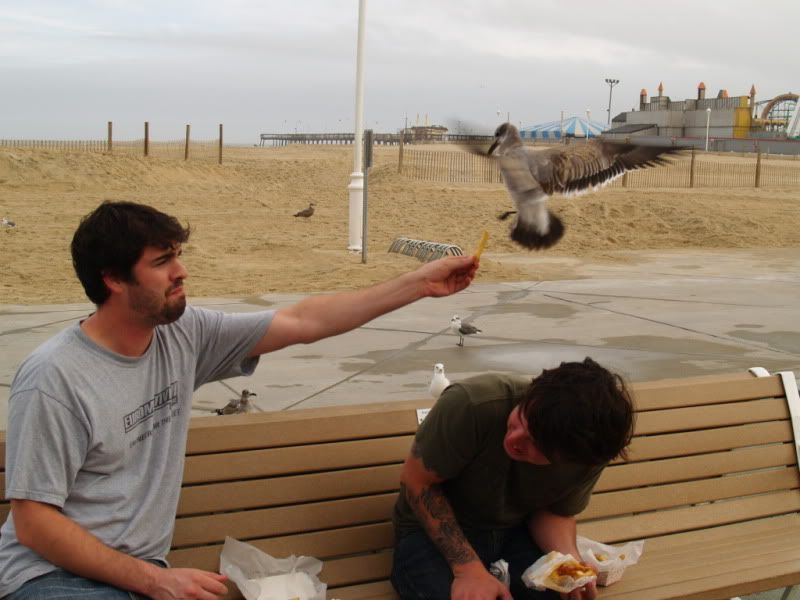 Bird Watching... VW Vortex Volkswagen Forum