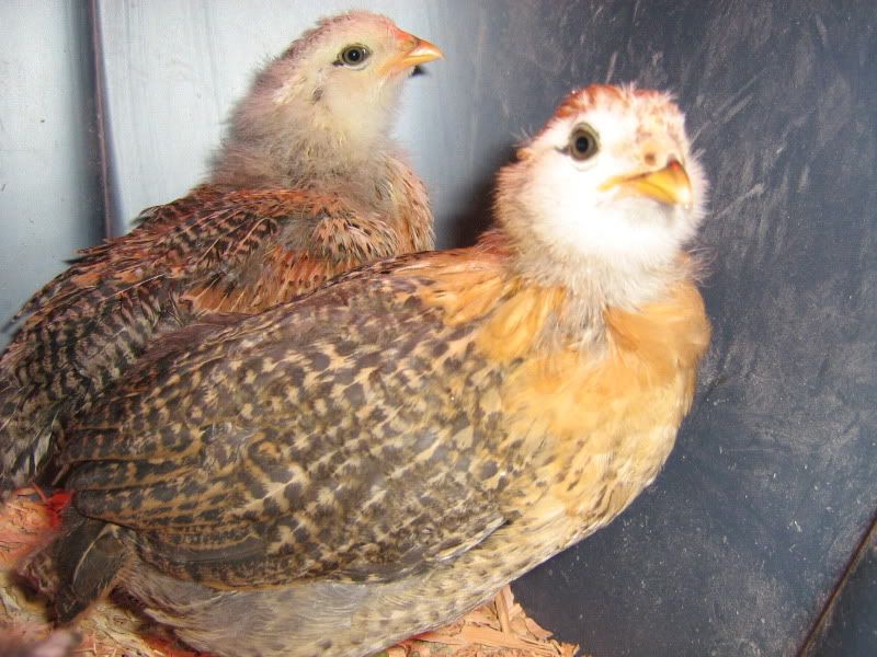 Easter Egger Sexing "tips and tricks" *Pictures Included* BackYard Chickens Learn How to