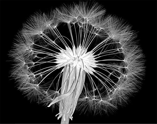 photo dandelion640.jpg