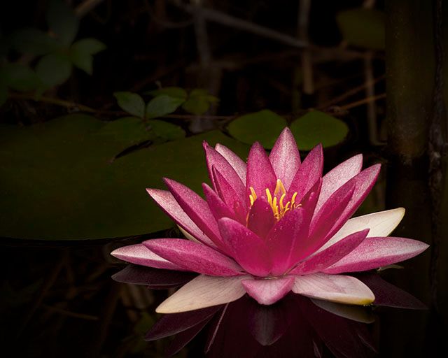 photo lotusflower.jpg