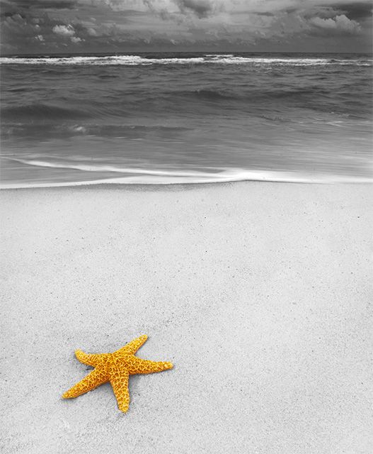 photo starfish.jpg
