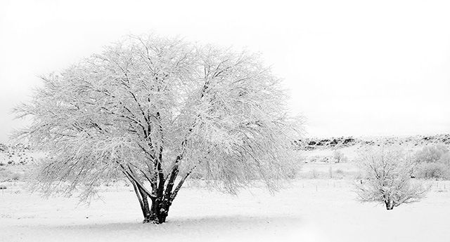 photo wintertrees.jpg